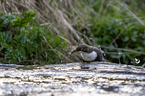 White-throated Dipper