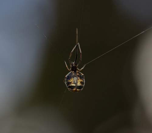 American Dewdrop Spider