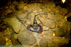 Andinoacara coeruleopunctatus image