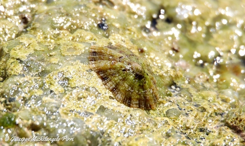 Patella caerulea