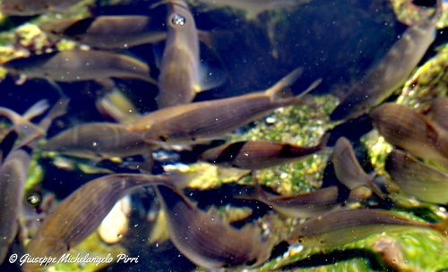 Sarpa salpa