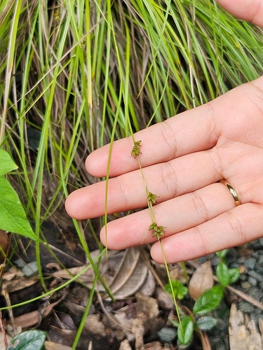 Carex scabrella