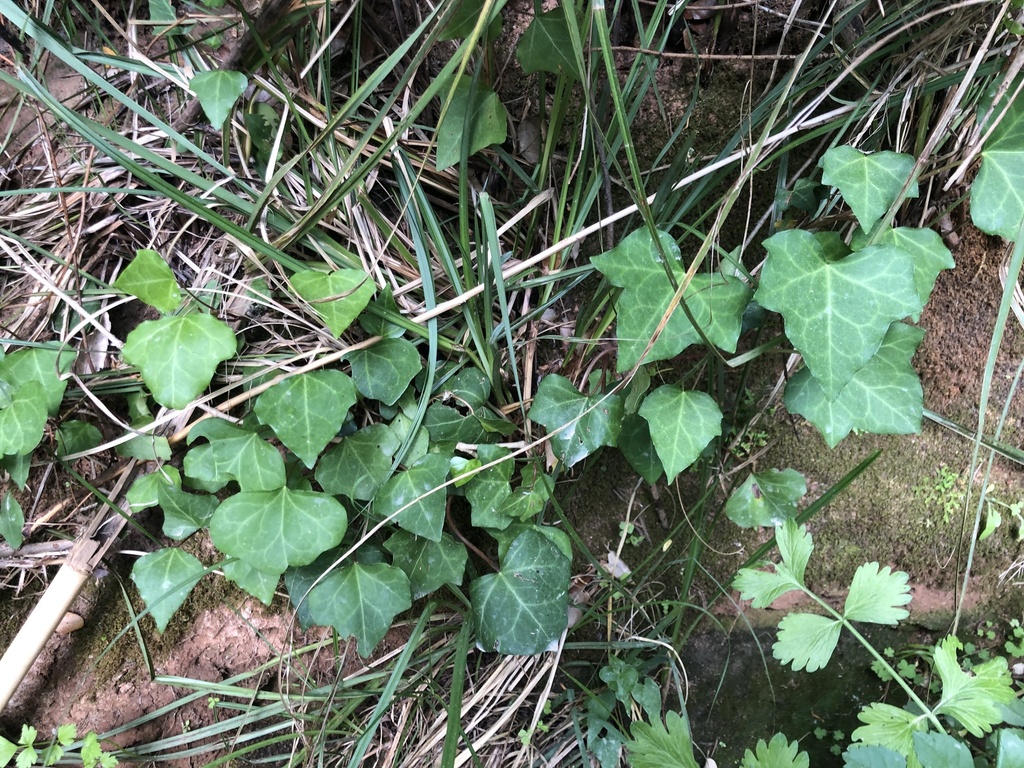 Hedera iberica  iNaturalist
