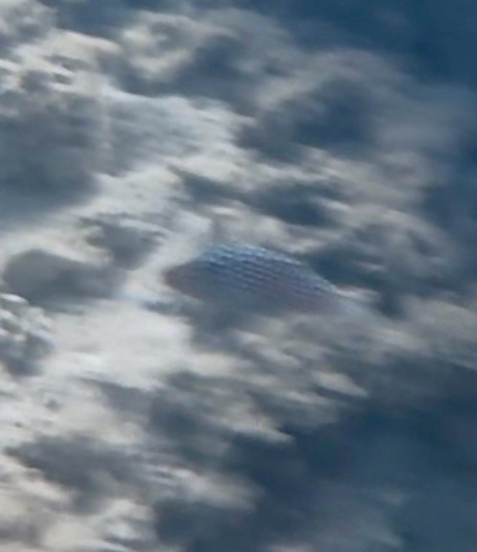 Canthigaster jactator