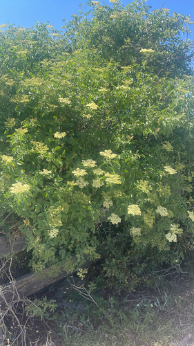 iNaturalist observation photo of blue elder