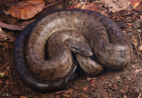 Puerto Rican Boa