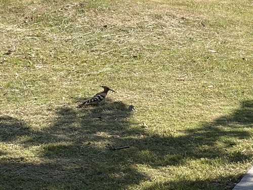 Common Hoopoe