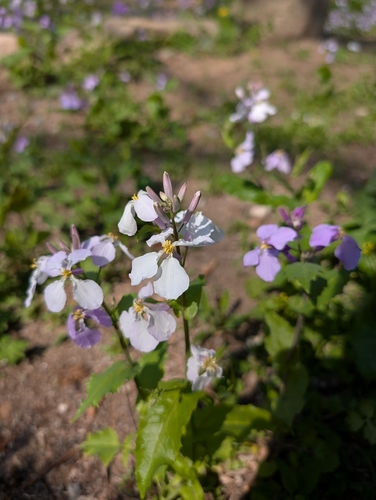 Chinese Violet Cress