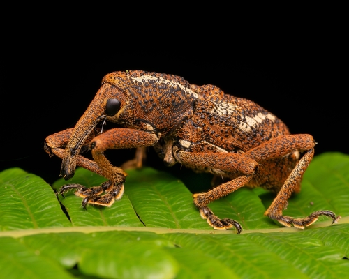 Irenarchus fossilis