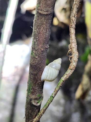 Partula radiolata
