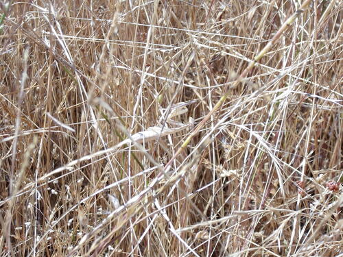 iNaturalist observation photo of European Mantis