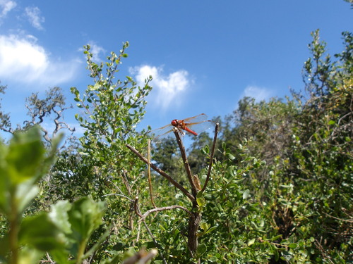 iNaturalist observation photo of Cardinal Meadowhawk