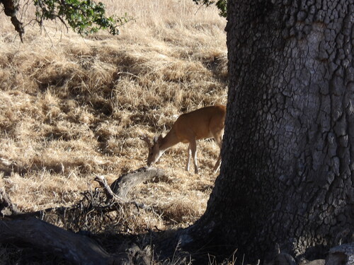 iNaturalist observation photo of Mule Deer