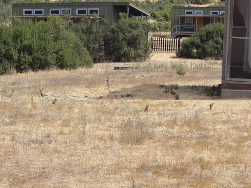 iNaturalist observation photo of California Quail