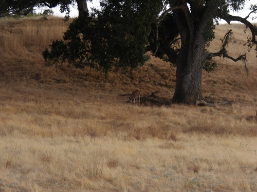 iNaturalist observation photo of Columbian Black-tailed Deer