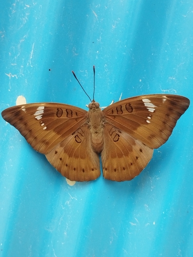 Common Baron