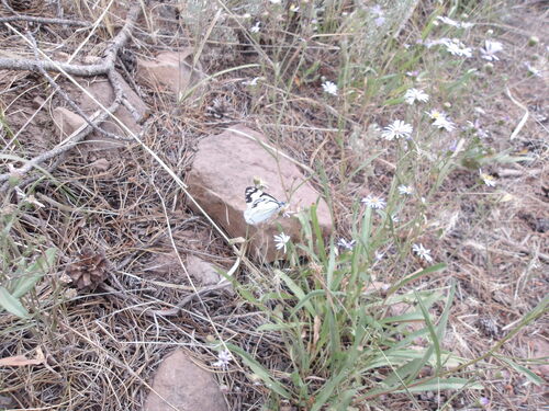 iNaturalist observation photo of Pine White