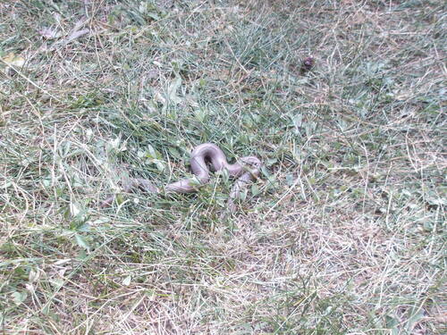 iNaturalist observation photo of Northern Rubber Boa
