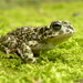 Balearic Green Toad - Photo (c) Pierangelo Villani, all rights reserved, uploaded by Pierangelo Villani
