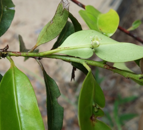 Polycardia lateralis