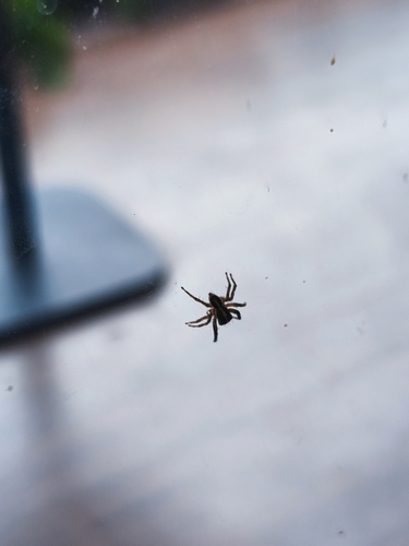 Pantropical Jumping Spider