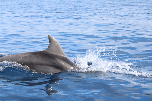 Tursiops truncatus
