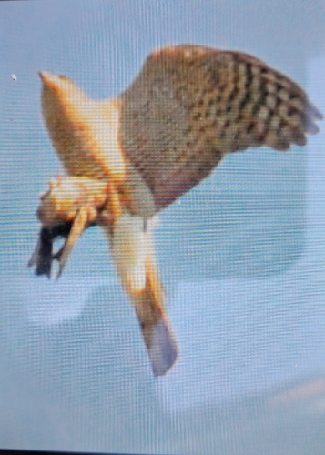 Eurasian Sparrowhawk