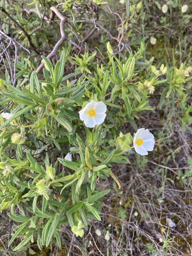 Avistamiento Estepa negra (Cistus monspeliensis)