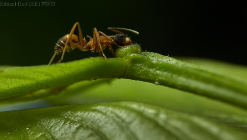 Camponotus heathi · iNaturalist