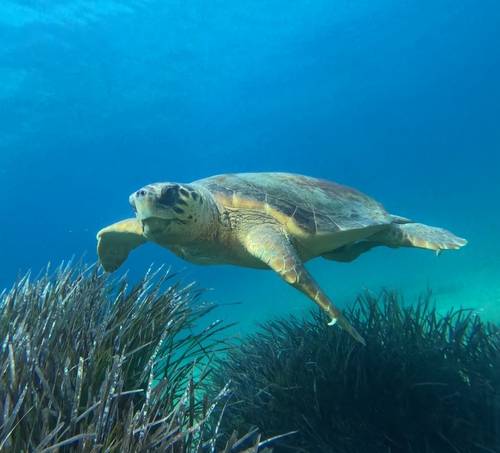 Caretta caretta