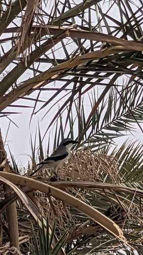 Great Grey Shrike
