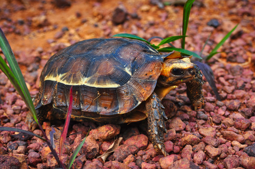 Eroded Hingeback Tortoise