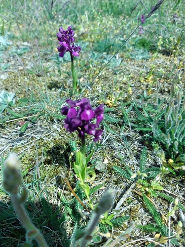 green-winged orchid