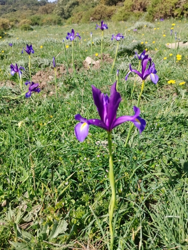 Avistamiento Iris azul de las marismas (Iris xiphium)