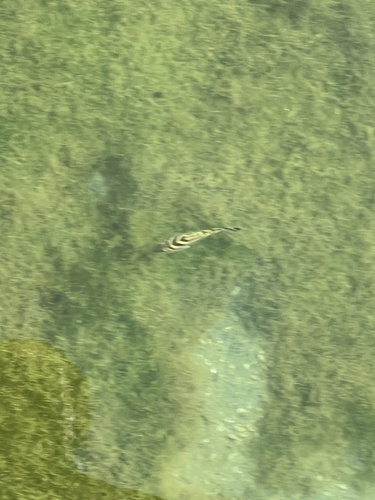 Crescent Grunter