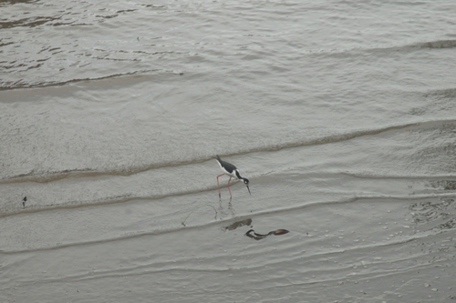 Black-necked Stilt