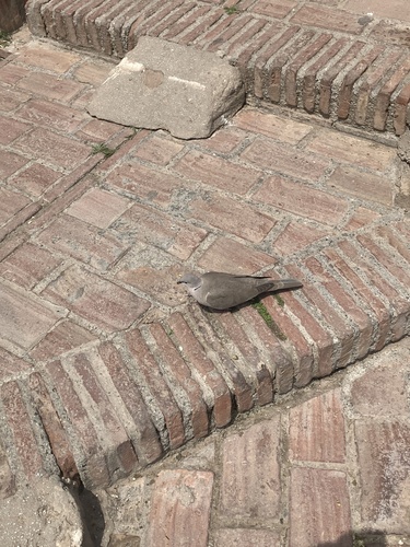 Avistamiento Streptopelia decaocto