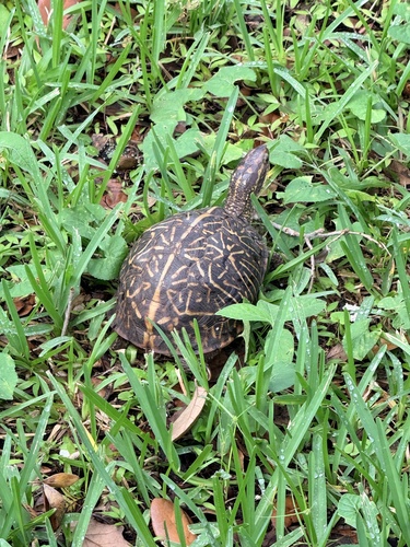 Terrapene carolina bauri