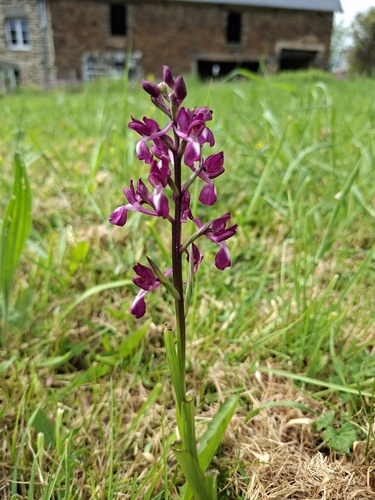 Loose-flowered Orchid