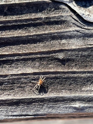 iNaturalist observation photo of Stealthy Ground Spiders
