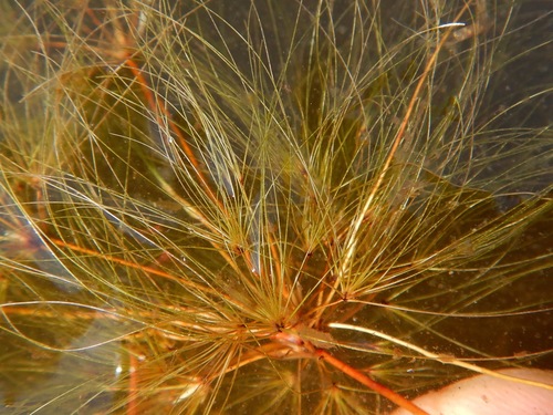 algal bulrush (Websteria confervoides)