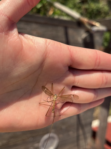iNaturalist observation photo of Triplicitipula