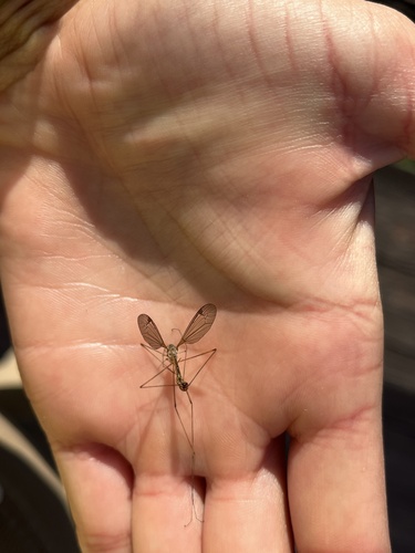 iNaturalist observation photo of Tipulinae