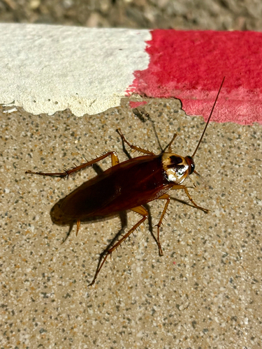 American Cockroach