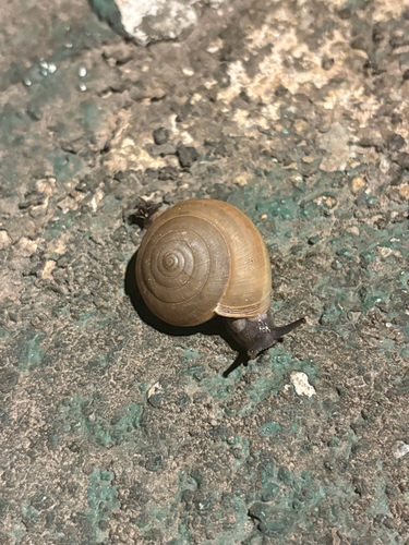 Siamese Common Snail