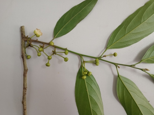 Hydnocarpus kurzii