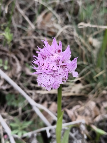 Three-toothed orchid