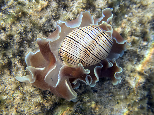Brown-lined Paperbubble