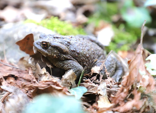 European Toad