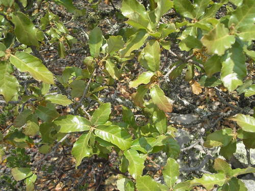 Quercus praeco